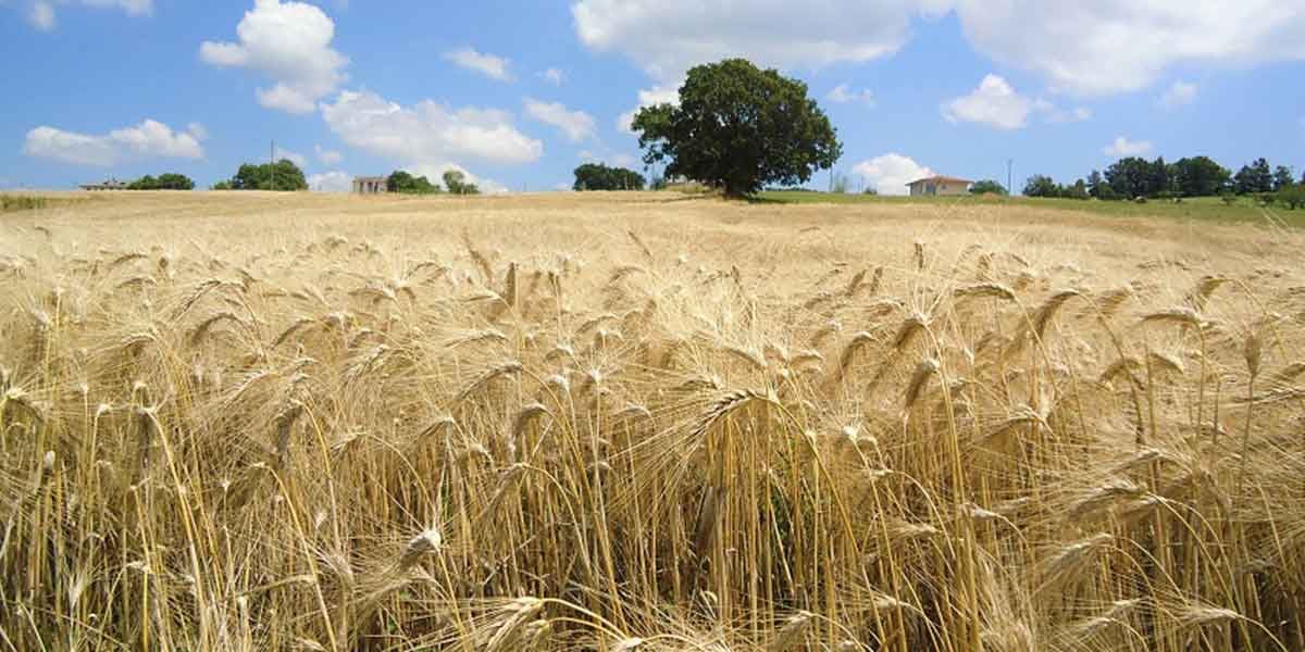La guerra del grano torna a minacciare il mondo